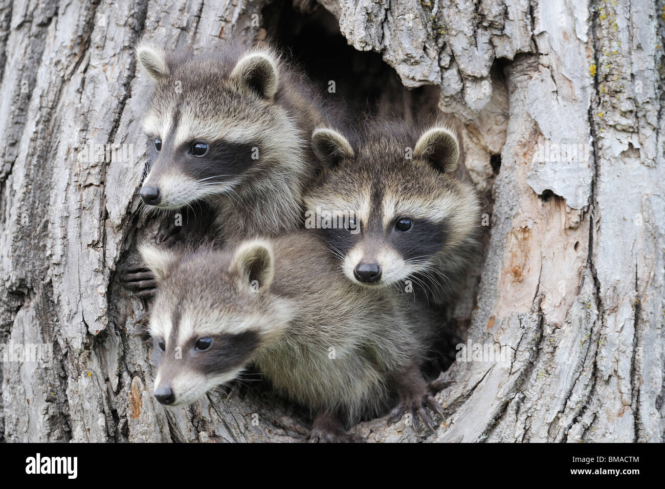 Baby Raccoons, Minnesota, USA Stock Photo