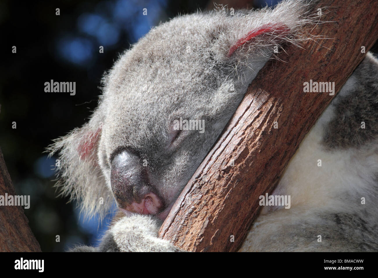 Koala bear gum tree hi-res stock photography and images - Alamy