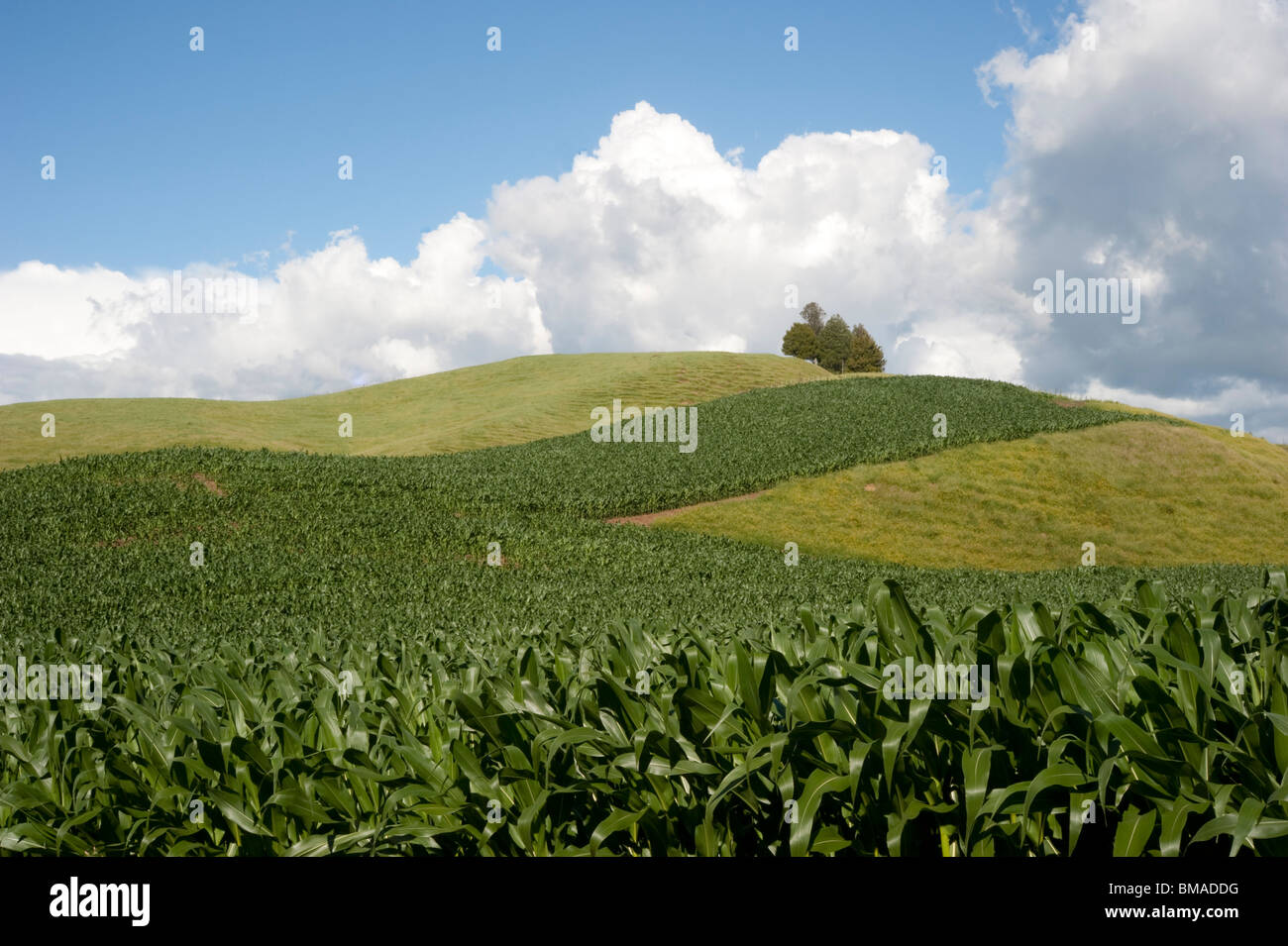 Farmland, New Zealand Stock Photo Alamy