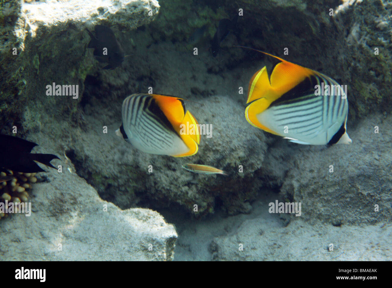 Threadfin butterflyfish (Chaetodontidae), coral reef, Red sea, Egypt. Stock Photo