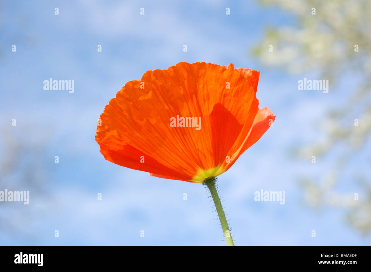 red poppy blue sky Stock Photo - Alamy