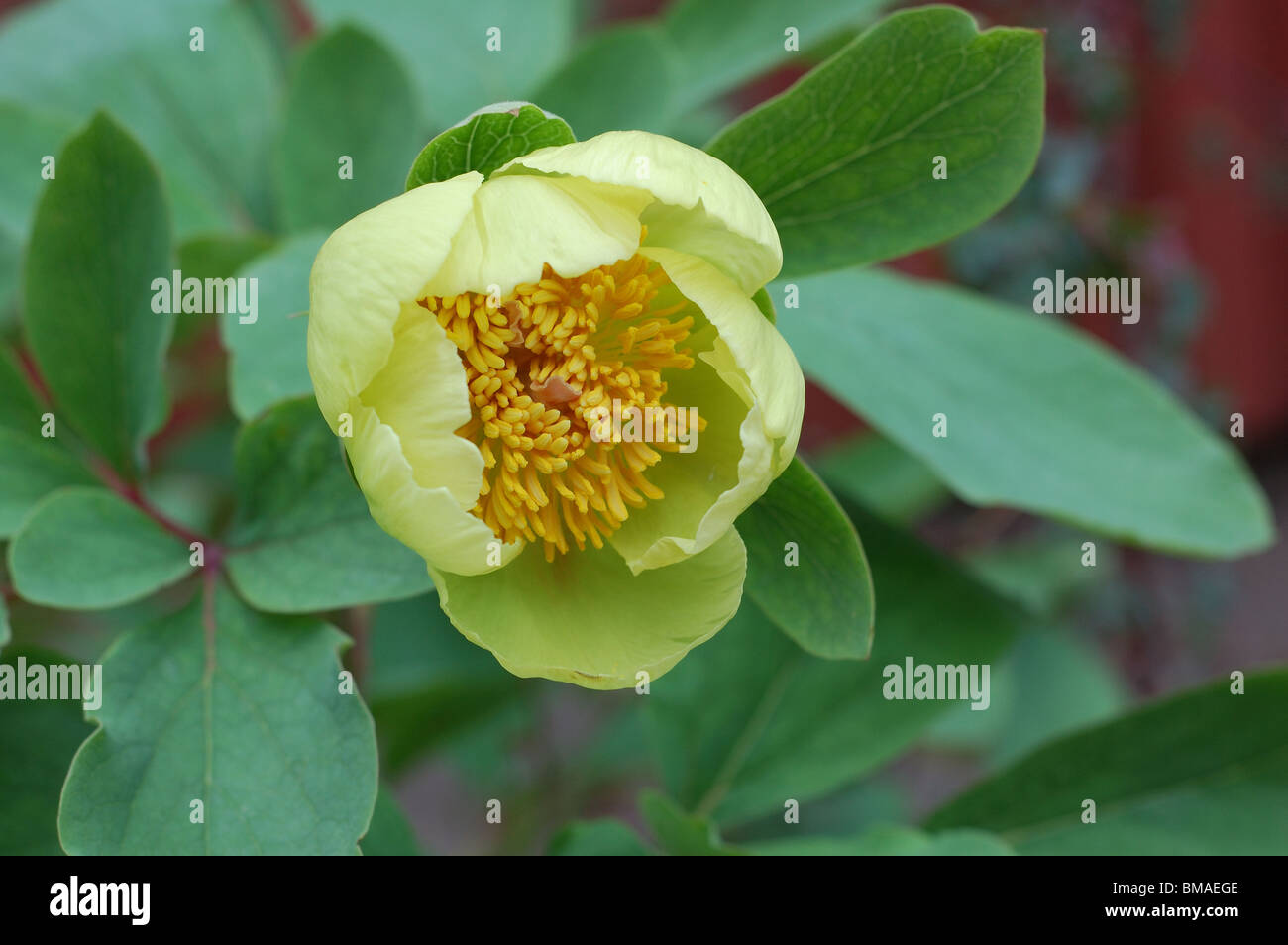 paeonia mlokosewitschii Stock Photo