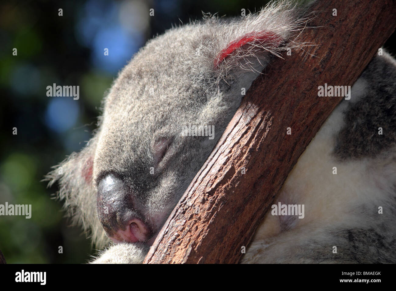 Koala bear in the sun hi-res stock photography and images - Alamy