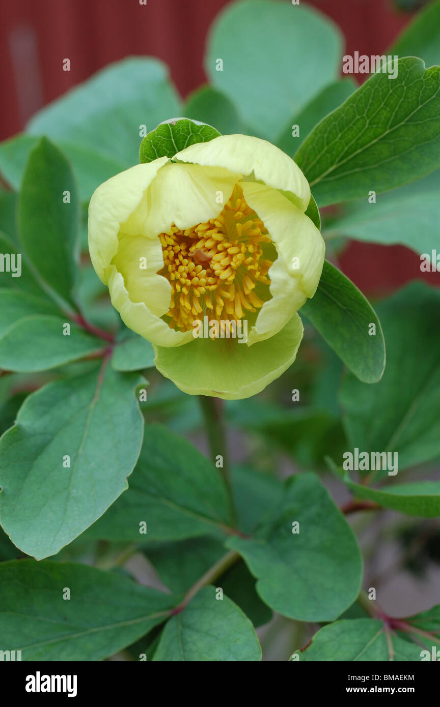 Paeonia mlokosewitschii molly the witch hi-res stock photography and