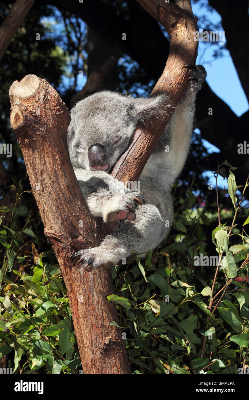 KOALA BEAR SITTING IN A GUM TREE AUSTRALIA Stock Photo - Alamy
