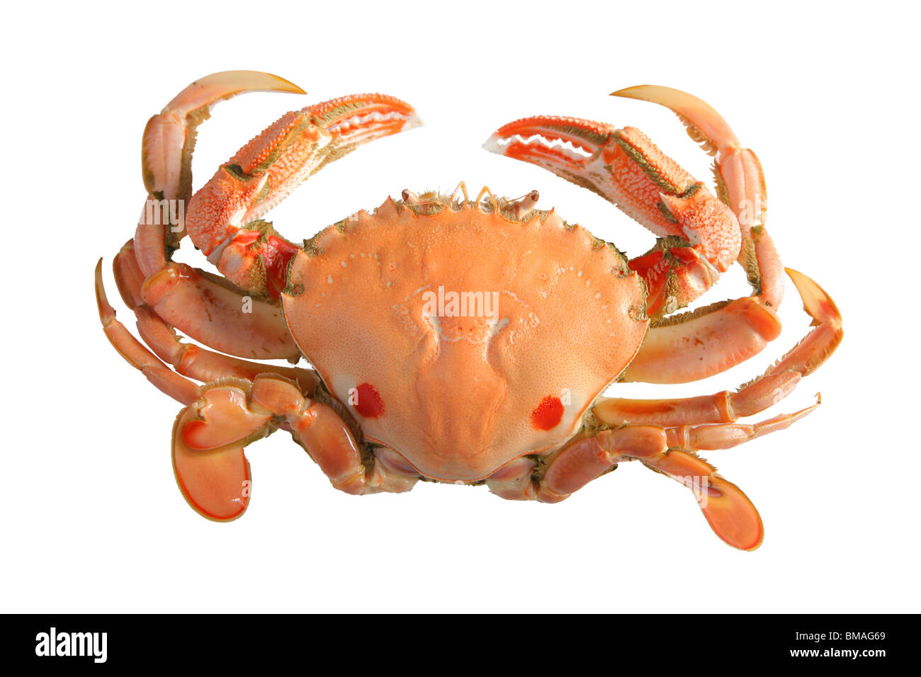 Crab isolated on white Stock Photo