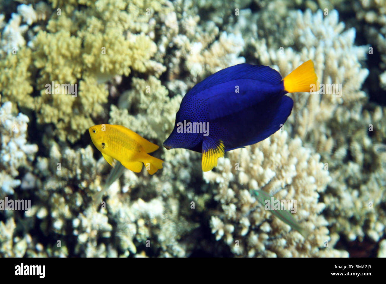 Yellowtail Surgeonfish (Zebrasoma xanthurum), coral reef, Red sea, Egypt. Stock Photo
