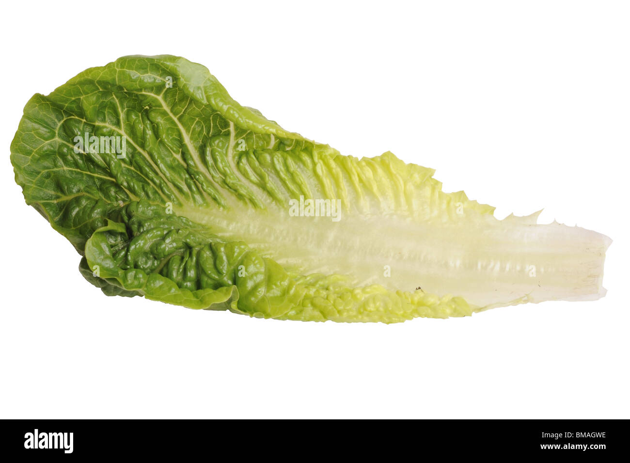 Lettuce leaf isolated on a white background Stock Photo
