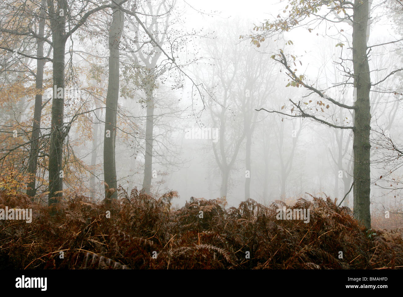 Misty autumnal forest scene with brown bracken Stock Photo