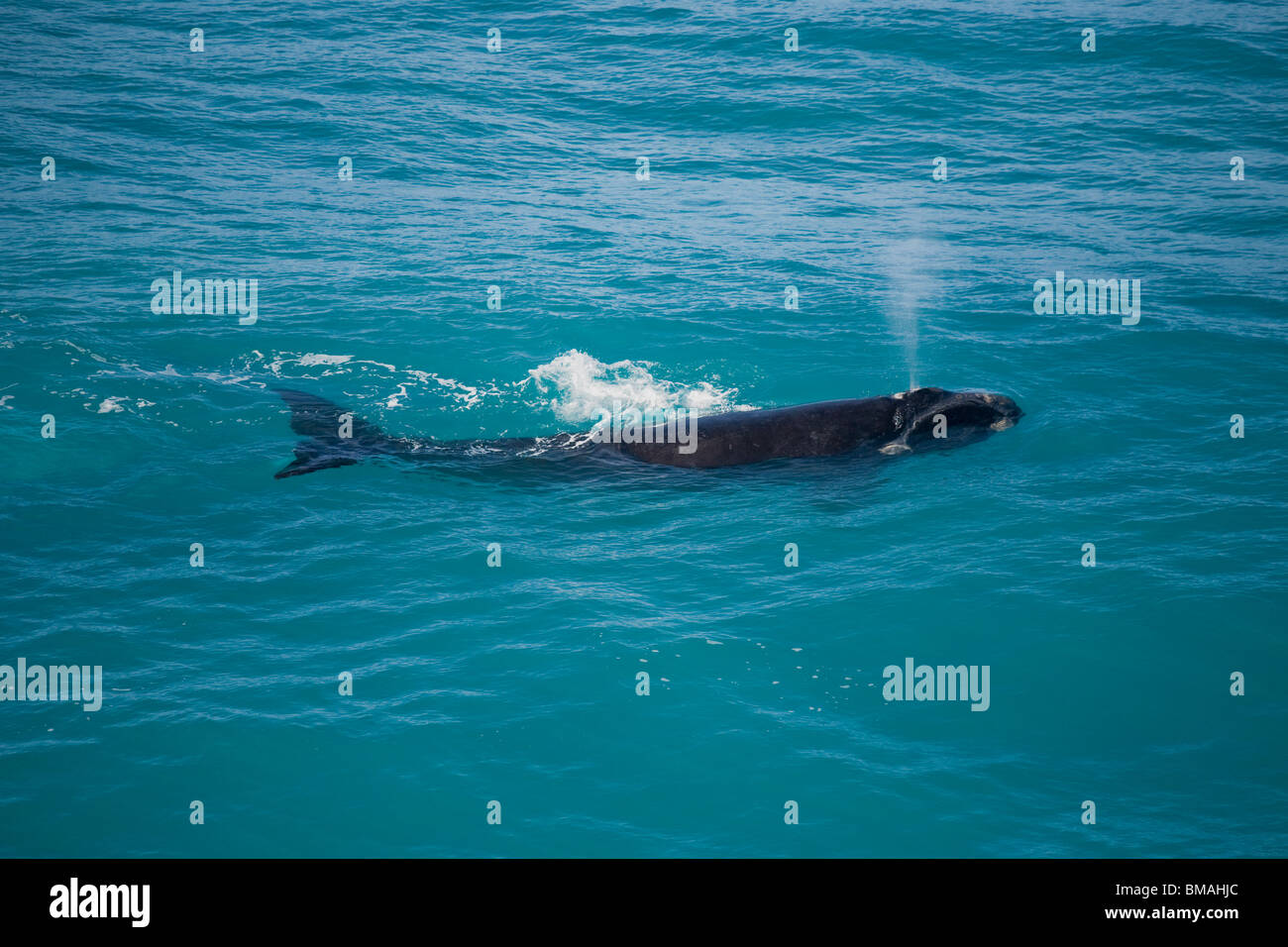 Whale blow hole hi-res stock photography and images - Alamy