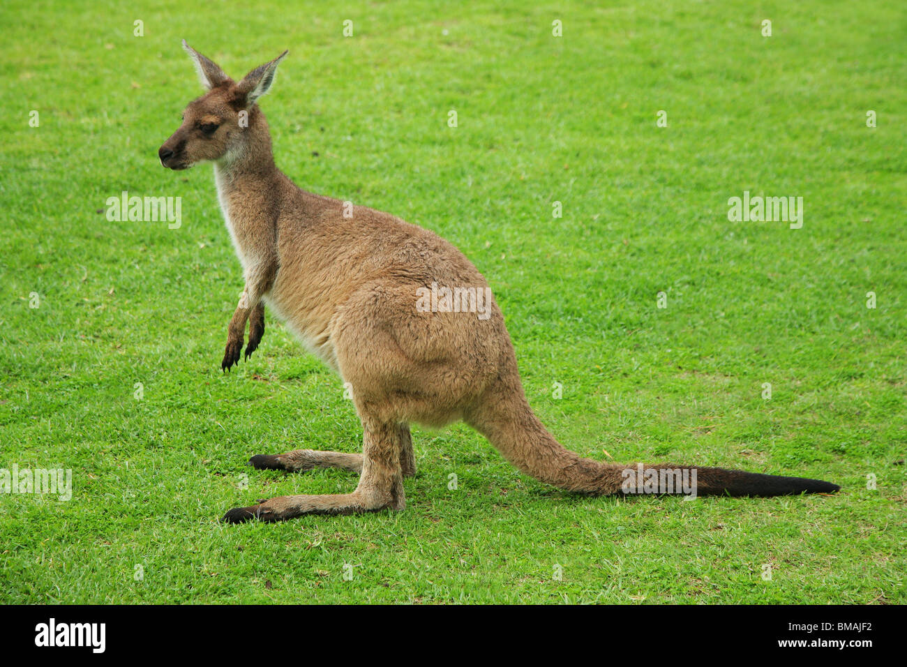 Kangaroo Stock Photo