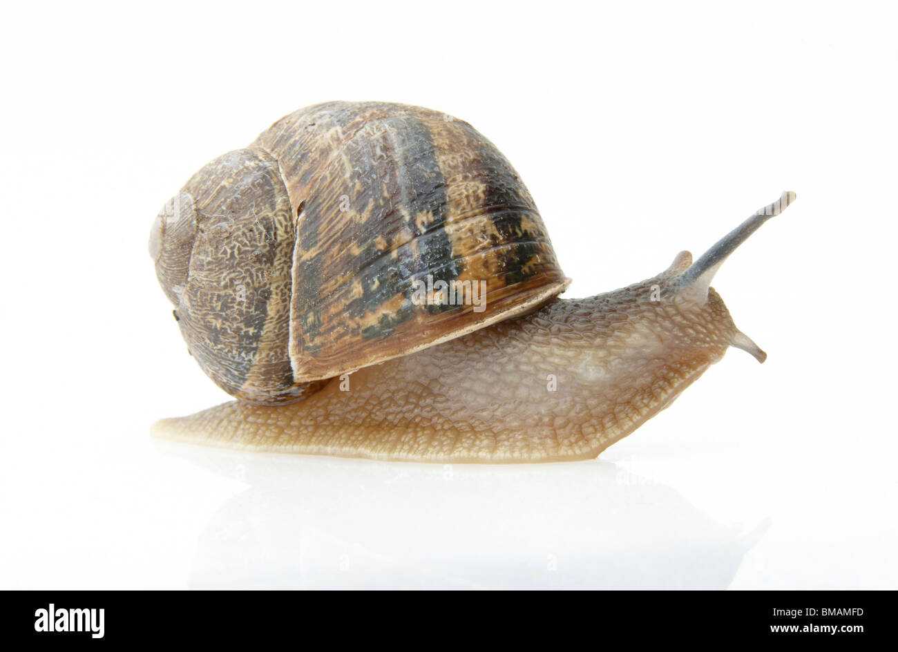 slow moving snail with shell on its back on white background Stock Photo -  Alamy