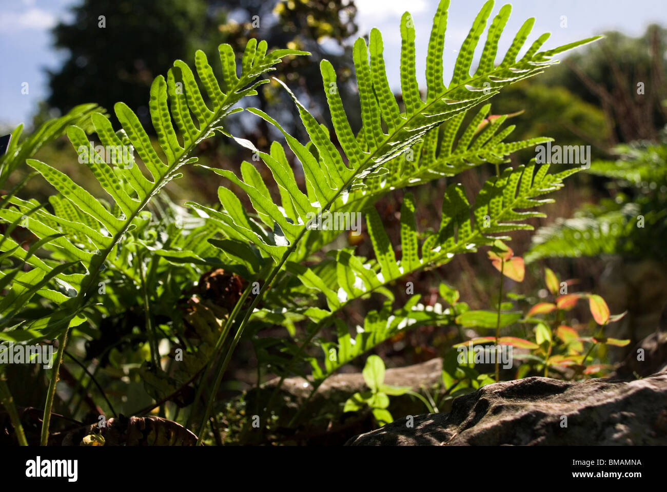 Polypodium cambricum, Southern polypody fern. Stock Photo
