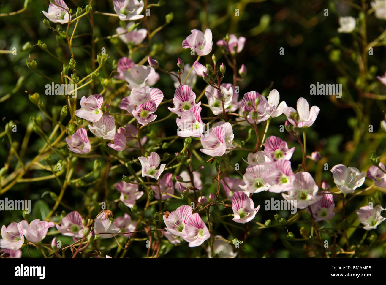 Parahebe catarractae, pink form Stock Photo