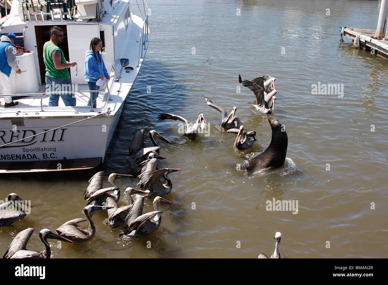 Sport fishing boat surrounded by Pelicans and a seal waiting for fish scraps thrown from the boat.Ensenada,Mexico Stock Photo