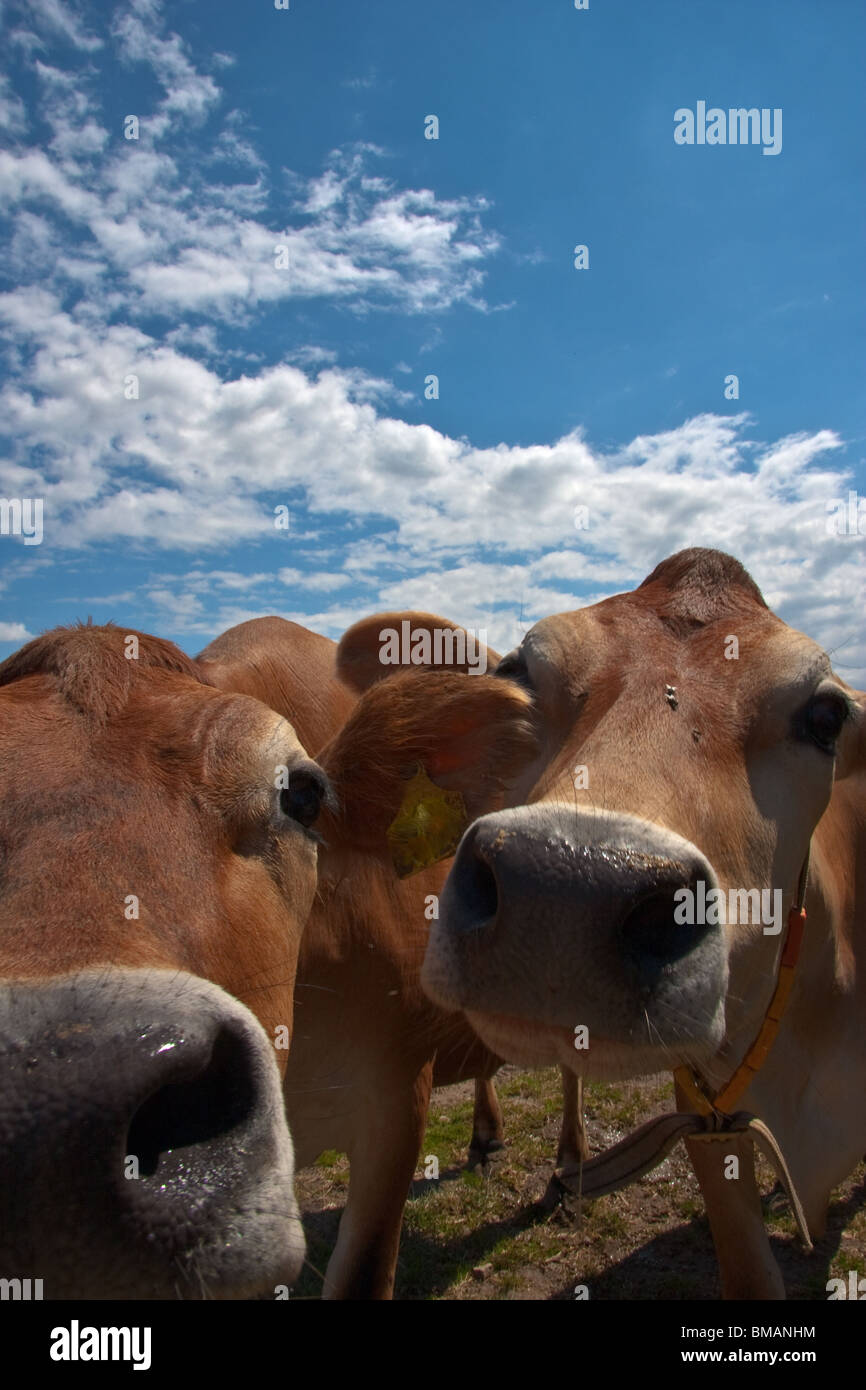 curious cows on a beautiful summer day Stock Photo