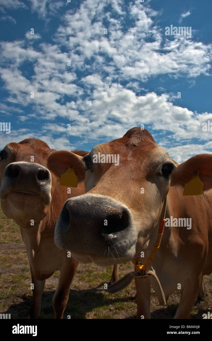 curious cows smells to my lens. Stock Photo