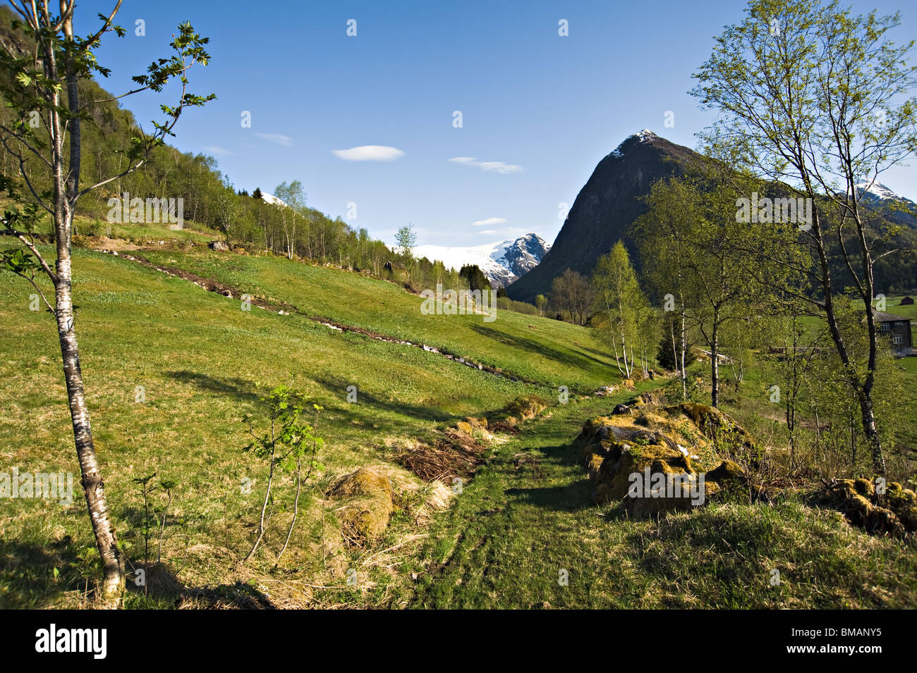 Young Tree Saplings in Boyum Meadowland with Skeisnipa and Almenipa Mountains and Vetlebreen Glacier Fjaerland Norway Stock Photo