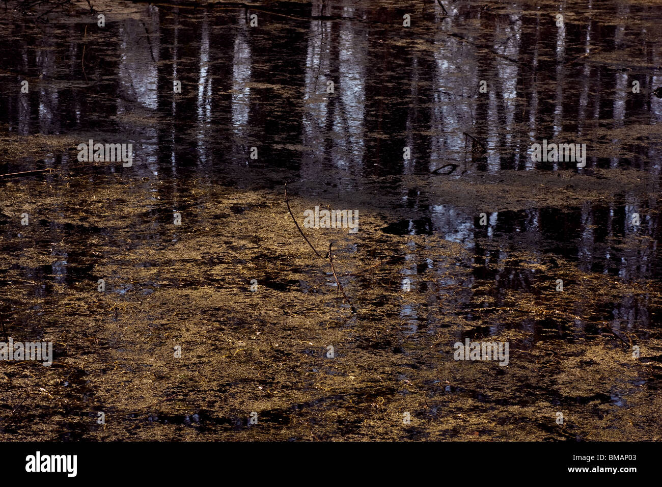Forest lake with duckweed reflecting surrounding trees Stock Photo