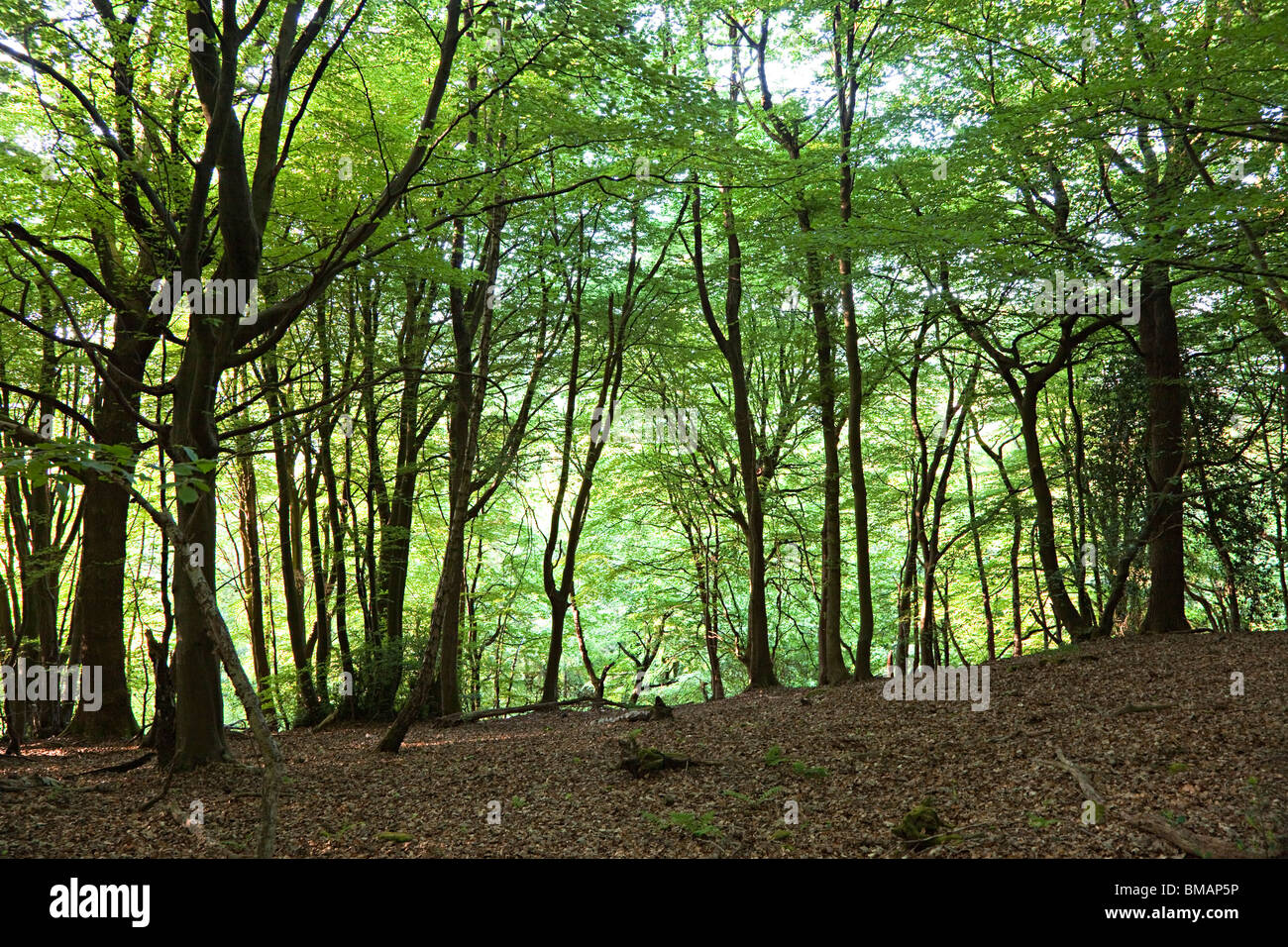Beech woodland Llanfoist Wales UK Stock Photo