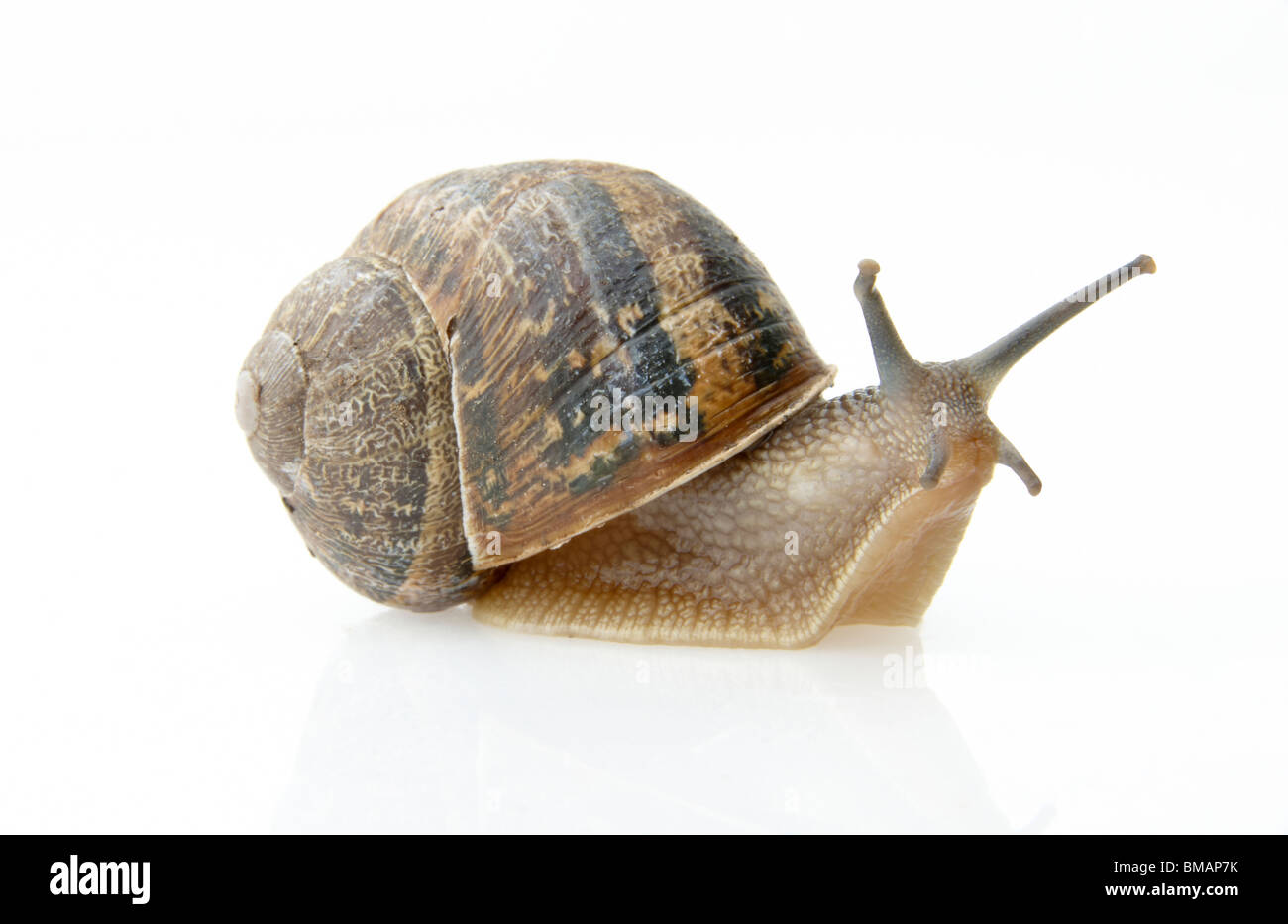 slow moving snail with shell on its back on white background Stock Photo