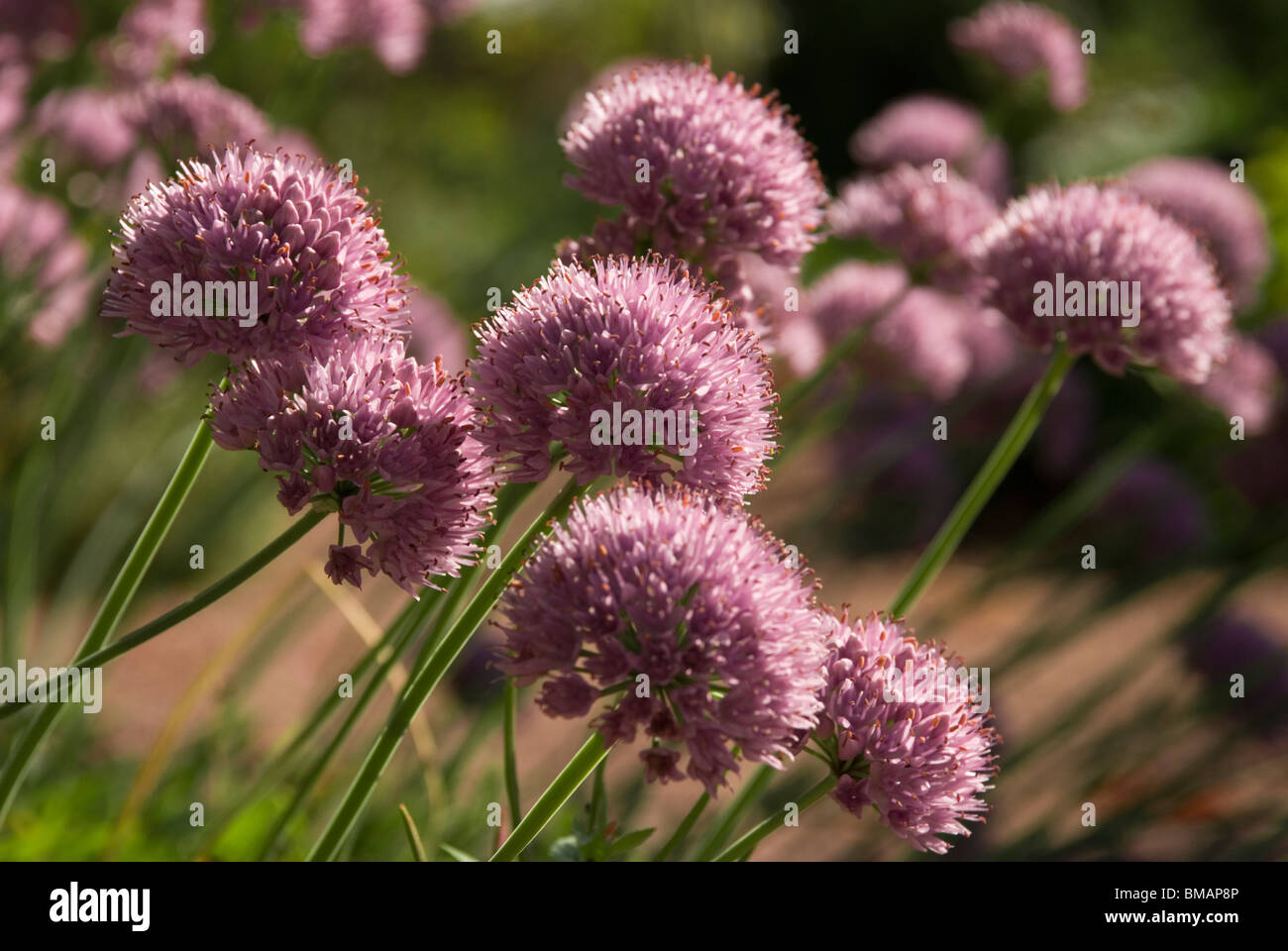 Allium montanum Stock Photo