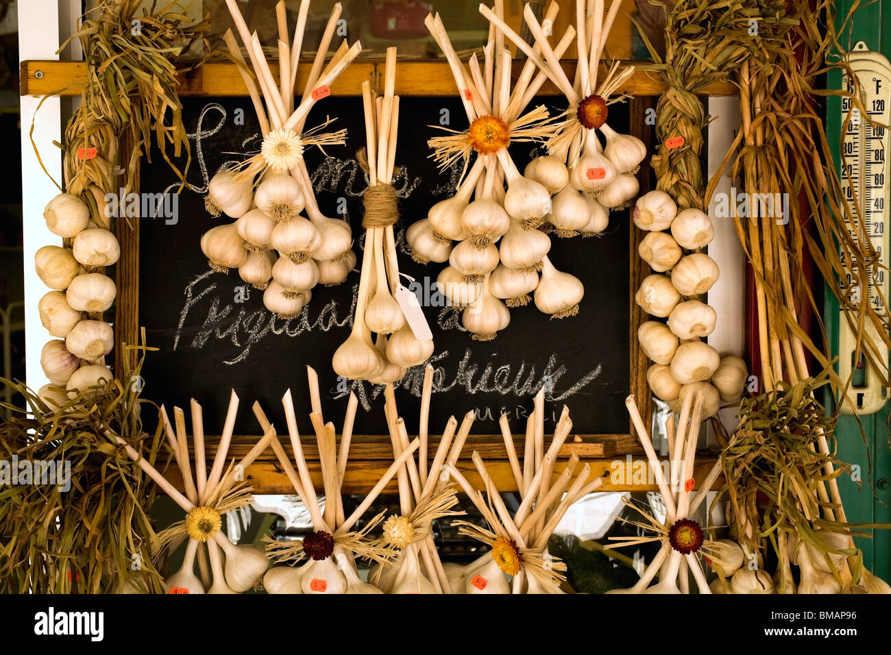 Hanging Garlic Bulbs Stock Photo Alamy