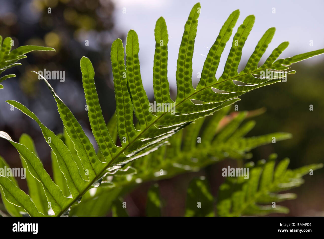 Polypodium cambricum, Southern polypody fern. Stock Photo