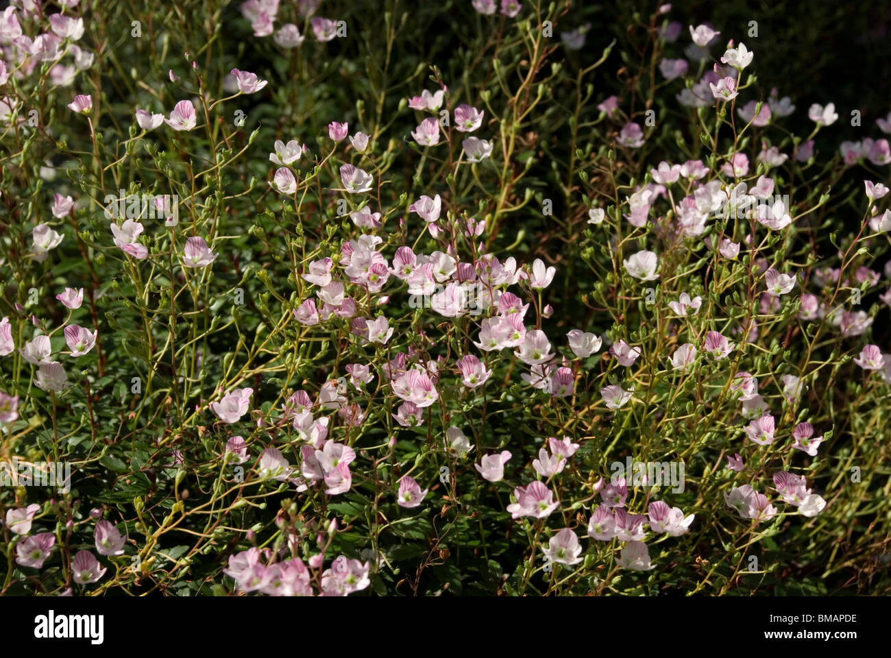 Parahebe catarractae, pink form Stock Photo