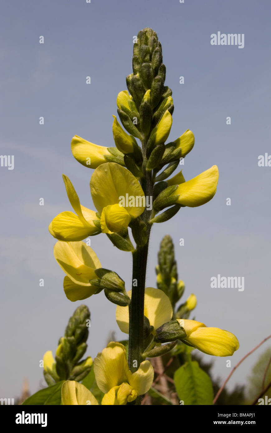 Thermopsis caroliniana Stock Photo