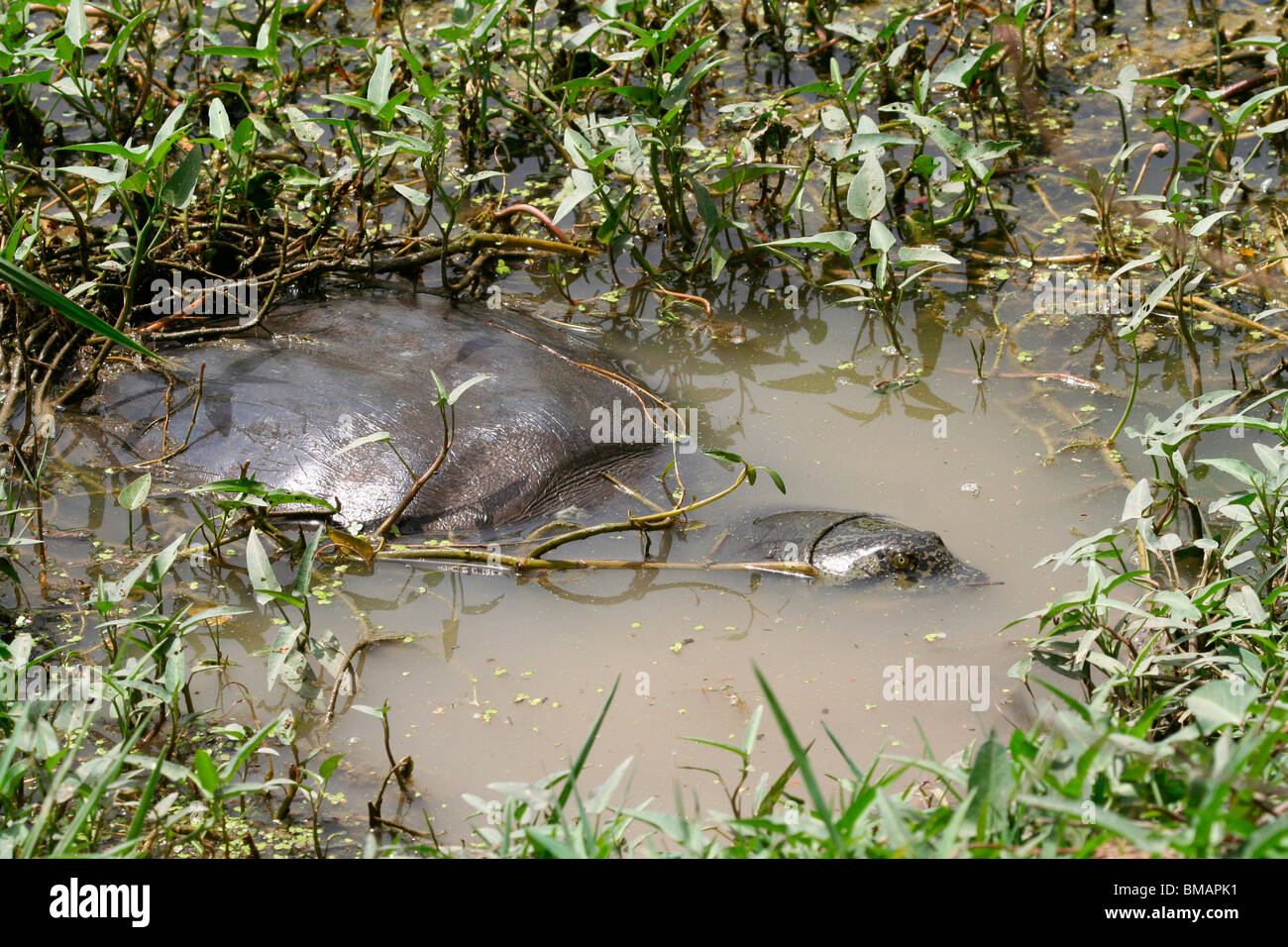 Ganges Soft Shelled Turtle (Aspideretes Gangeticus) in a lake in Bharatpur Bird Sanctuary (Keoladeo Ghana National Park), India Stock Photo