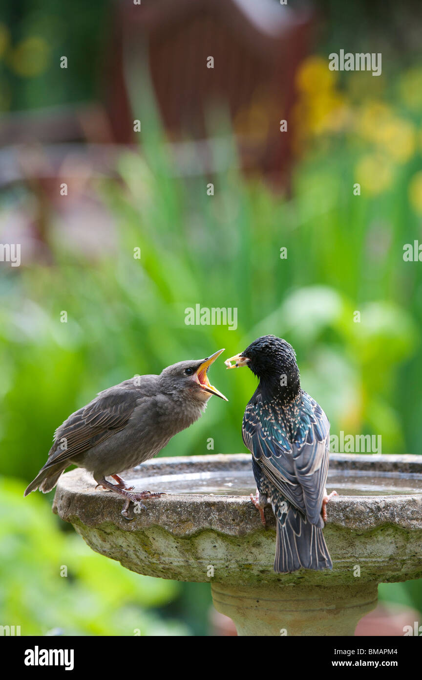 Sturnus vulgaris. Starling feeding a young fledgling on a bird bath Stock Photo