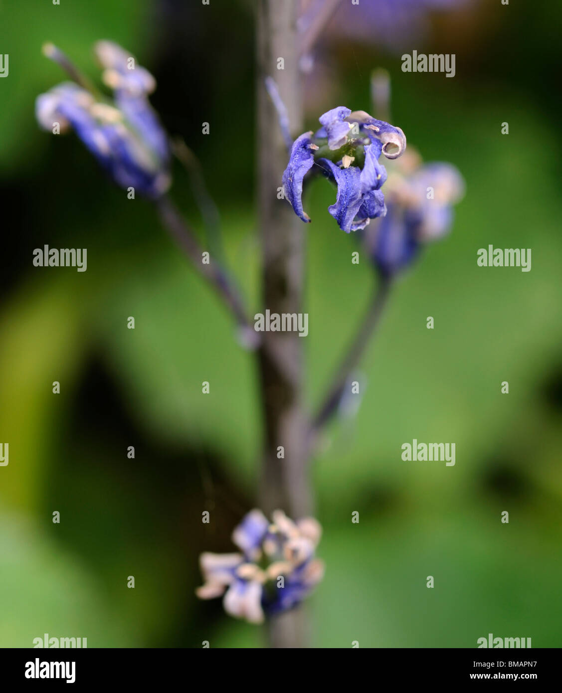 Withering Hyacinthoides x massartiana, hybrid bluebells. Stock Photo