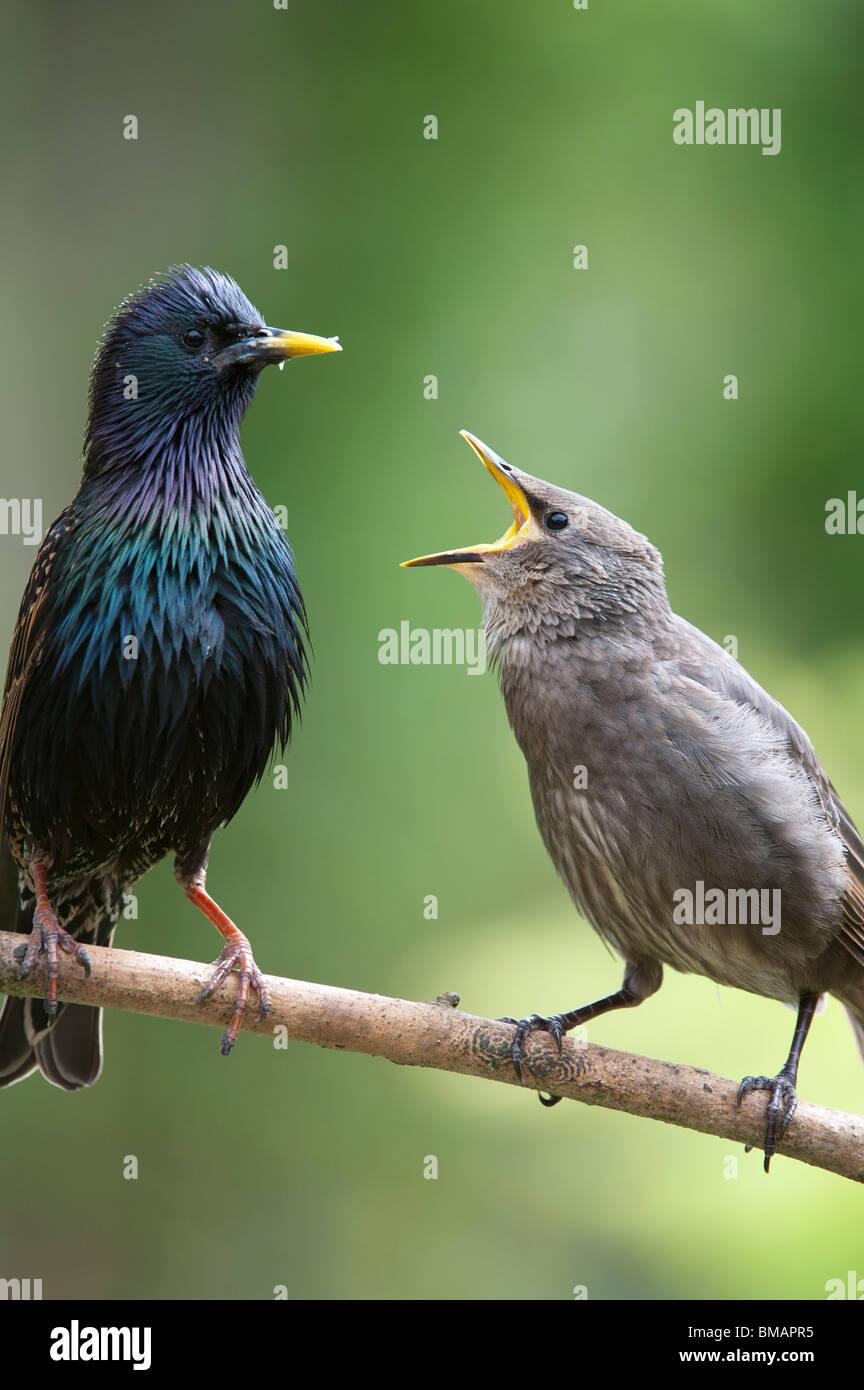 Sturnus vulgaris. Starling feeding a young fledgling Stock Photo