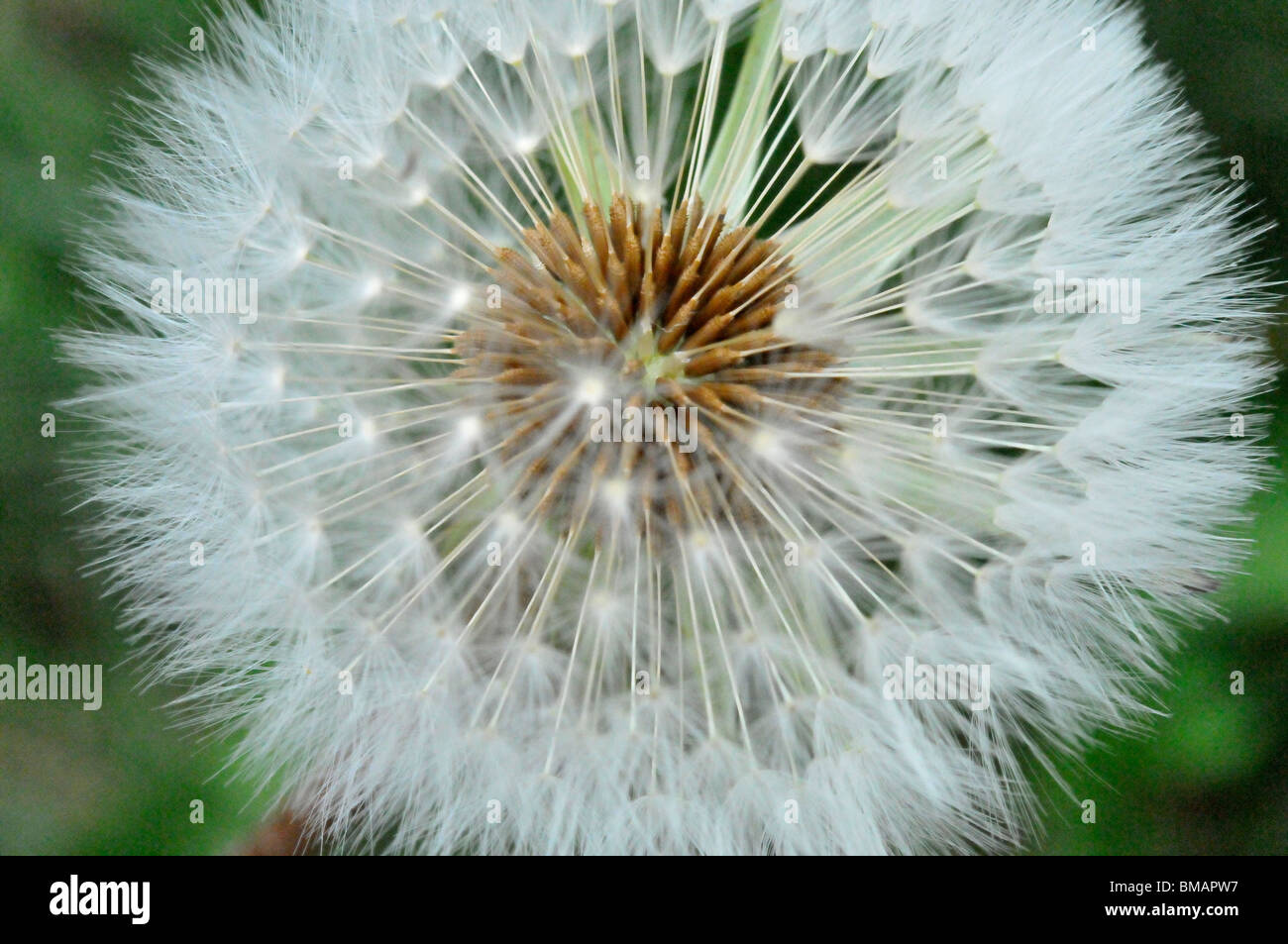 dandelion close up clock seeds head Stock Photo