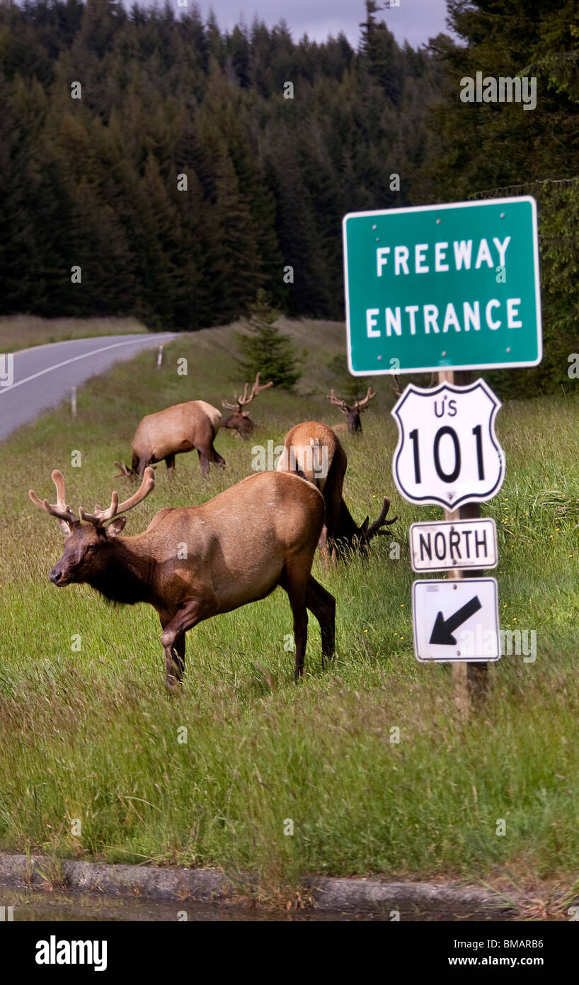 Roosevelt Elk grazing by Freeway route 101 in Redwood National Park California USA Stock Photo