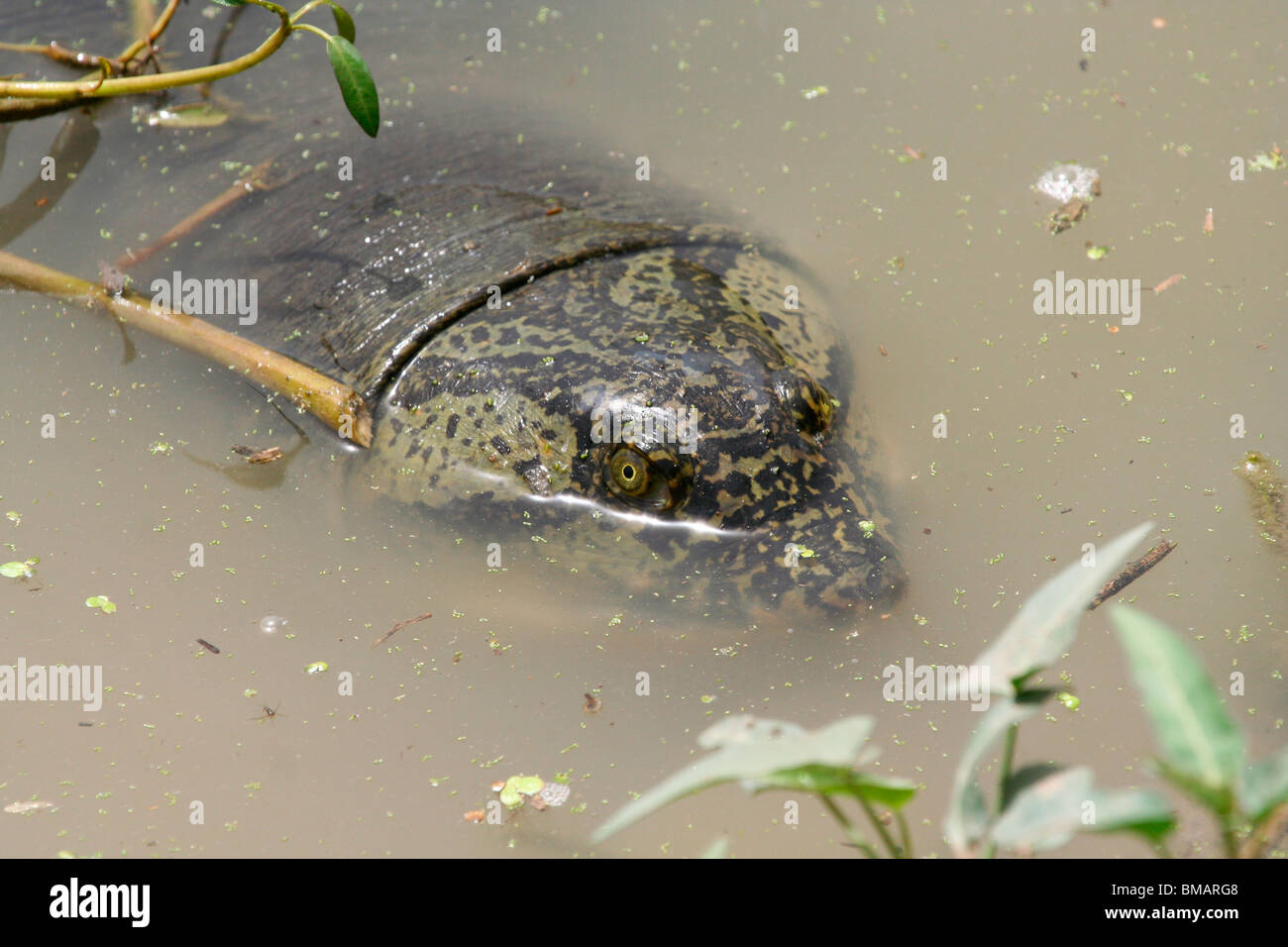 Ganges Soft Shelled Turtle (Aspideretes Gangeticus) in a lake in Bharatpur Bird Sanctuary (Keoladeo Ghana National Park), India Stock Photo