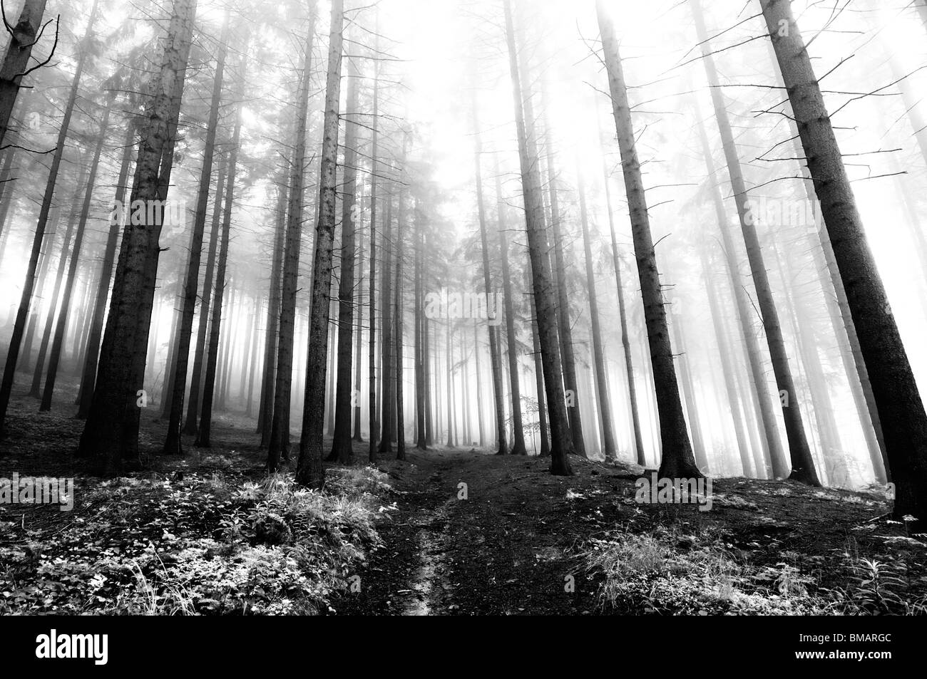 Image of the coniferous forest early in the morning - early morning fog Stock Photo