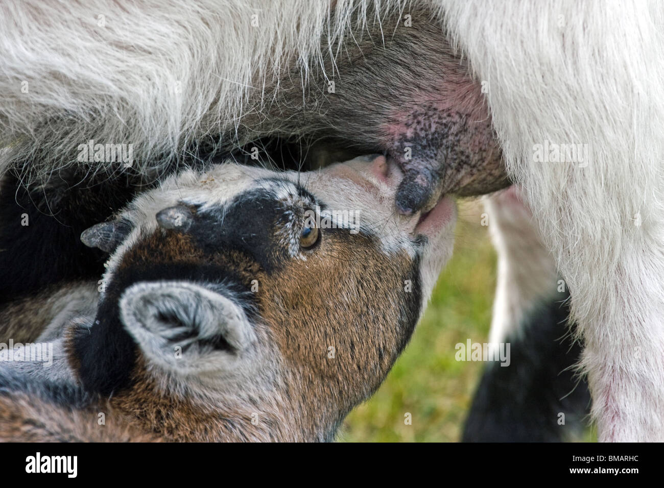 Baby Goat Suckling High Resolution Stock Photography And Images Alamy