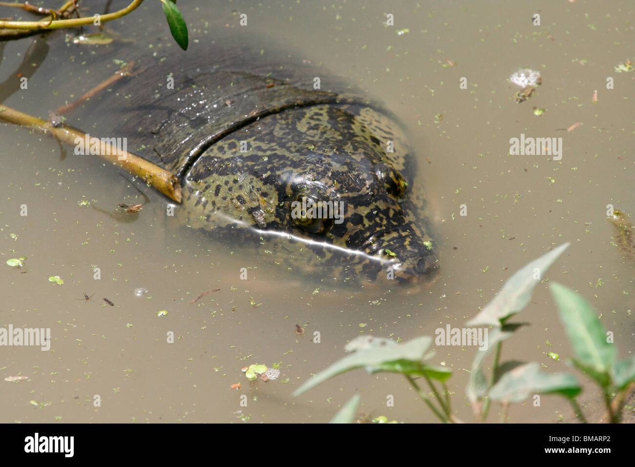 Ganges Soft Shelled Turtle (Aspideretes Gangeticus) in a lake in Bharatpur Bird Sanctuary (Keoladeo Ghana National Park), India Stock Photo