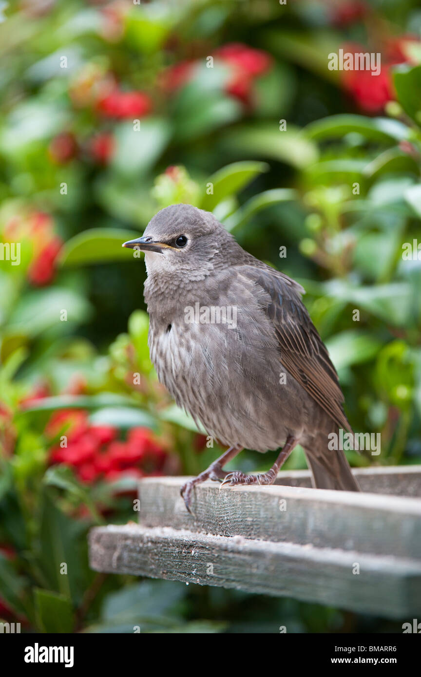 Sturnus vulgaris. Young Starling fledgling sitting on a bird table. UK Stock Photo