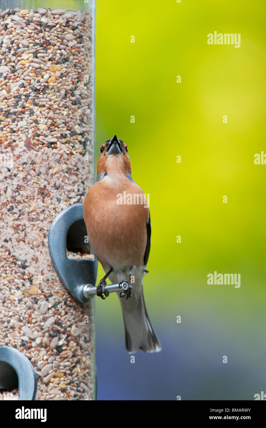 Fringilla Coelebs. Male chaffinch feeding on a bird seed feeder singing Stock Photo