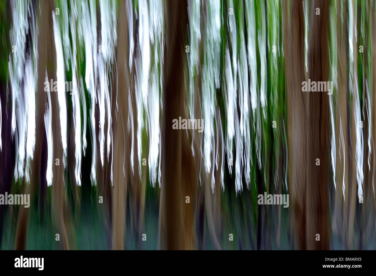 abstract impressionist view of bluebelle woods Stock Photo