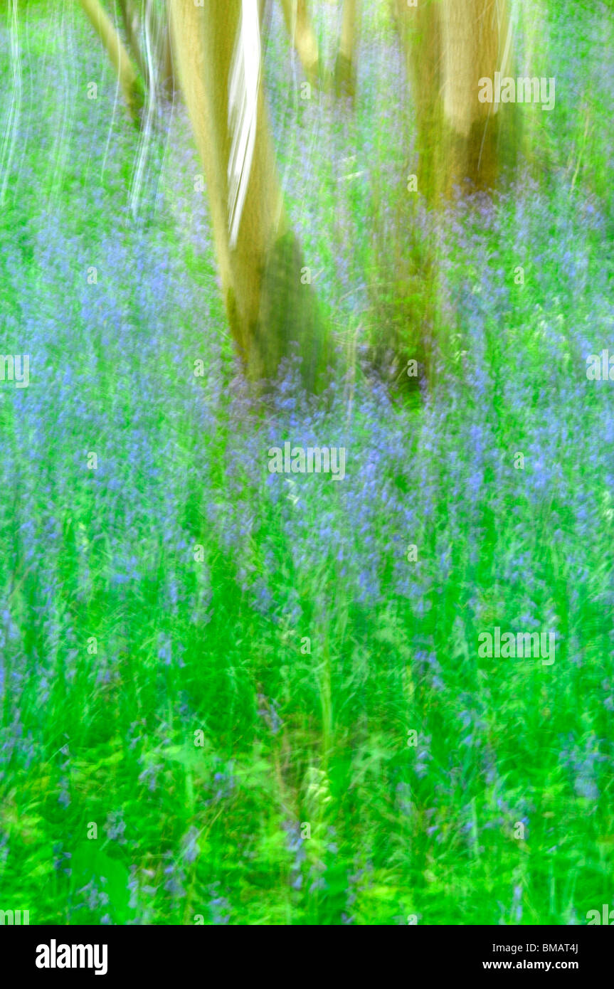 abstract impressionist view of bluebelle woods Stock Photo