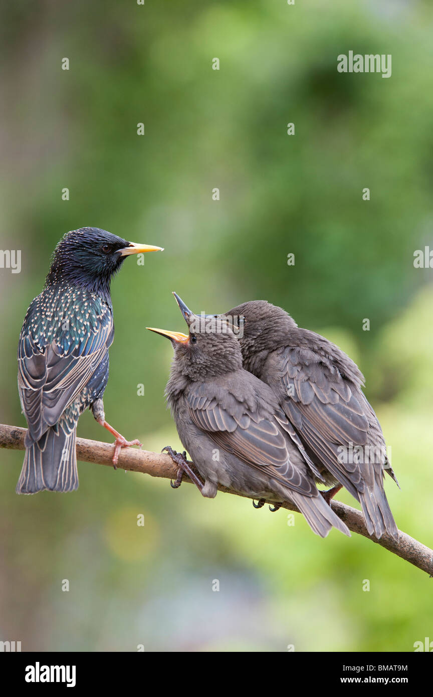 Sturnus vulgaris. Starling feeding young fledglings Stock Photo