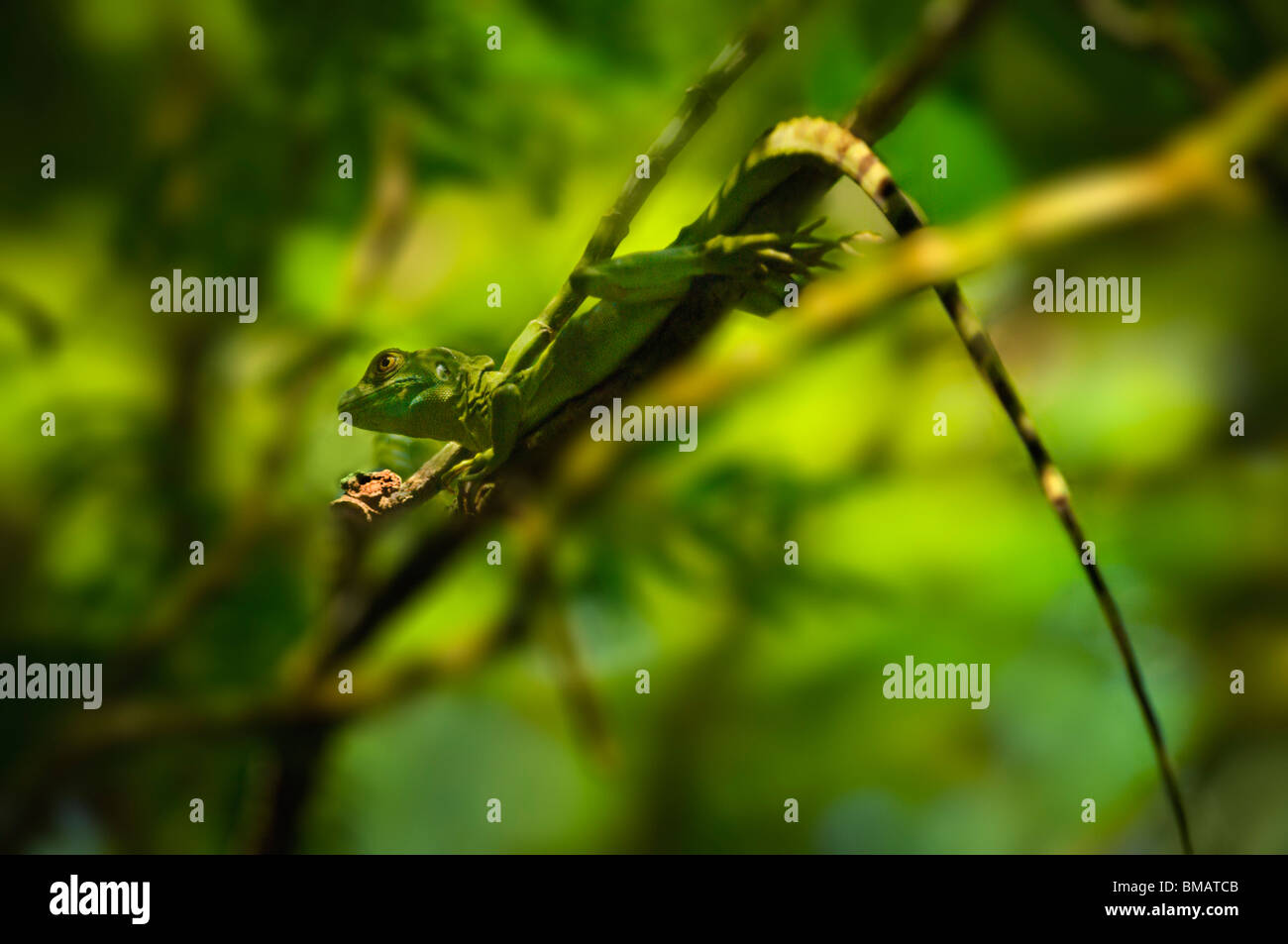 Plumed Basilisk (Basiliscus Plumifrons) Stock Photo