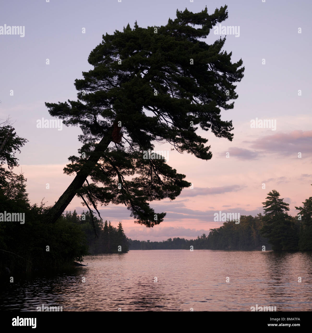 Lake Of The Woods, Ontario, Canada; View Of A Bent Tree Next To A Lake