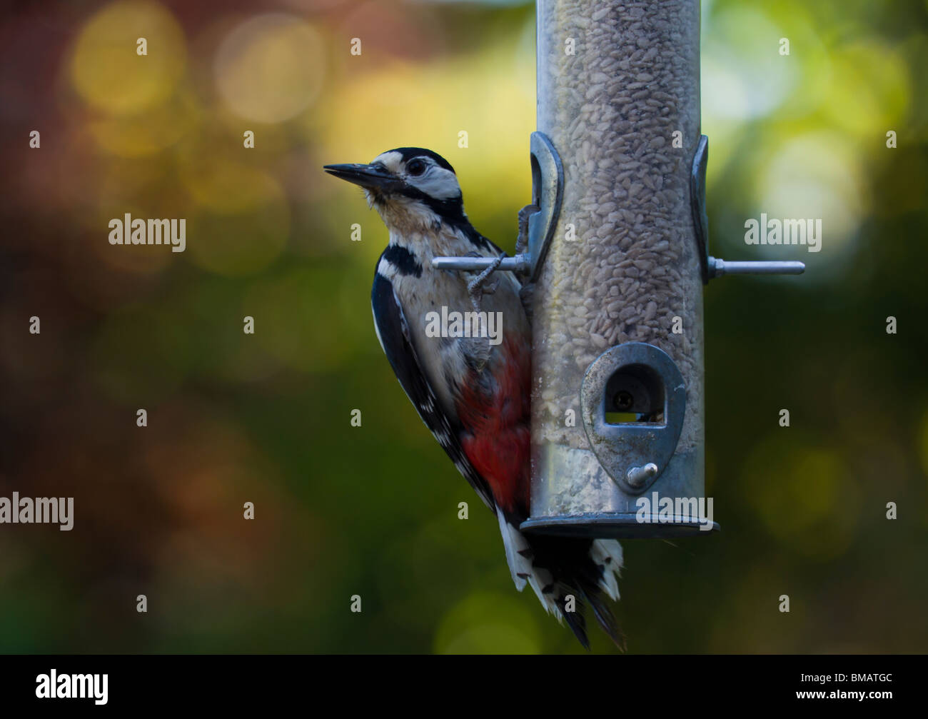 Greater spotted woodpecker feeding on a bird seed feeder. Stock Photo
