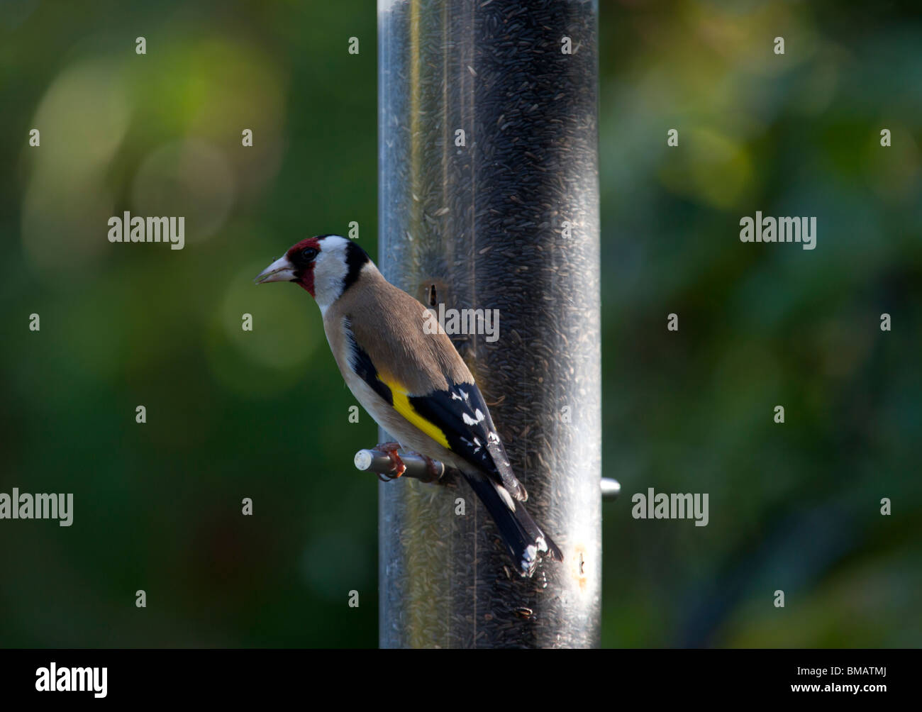 A Goldfinch on a garden feeder full of Niger seed. Stock Photo