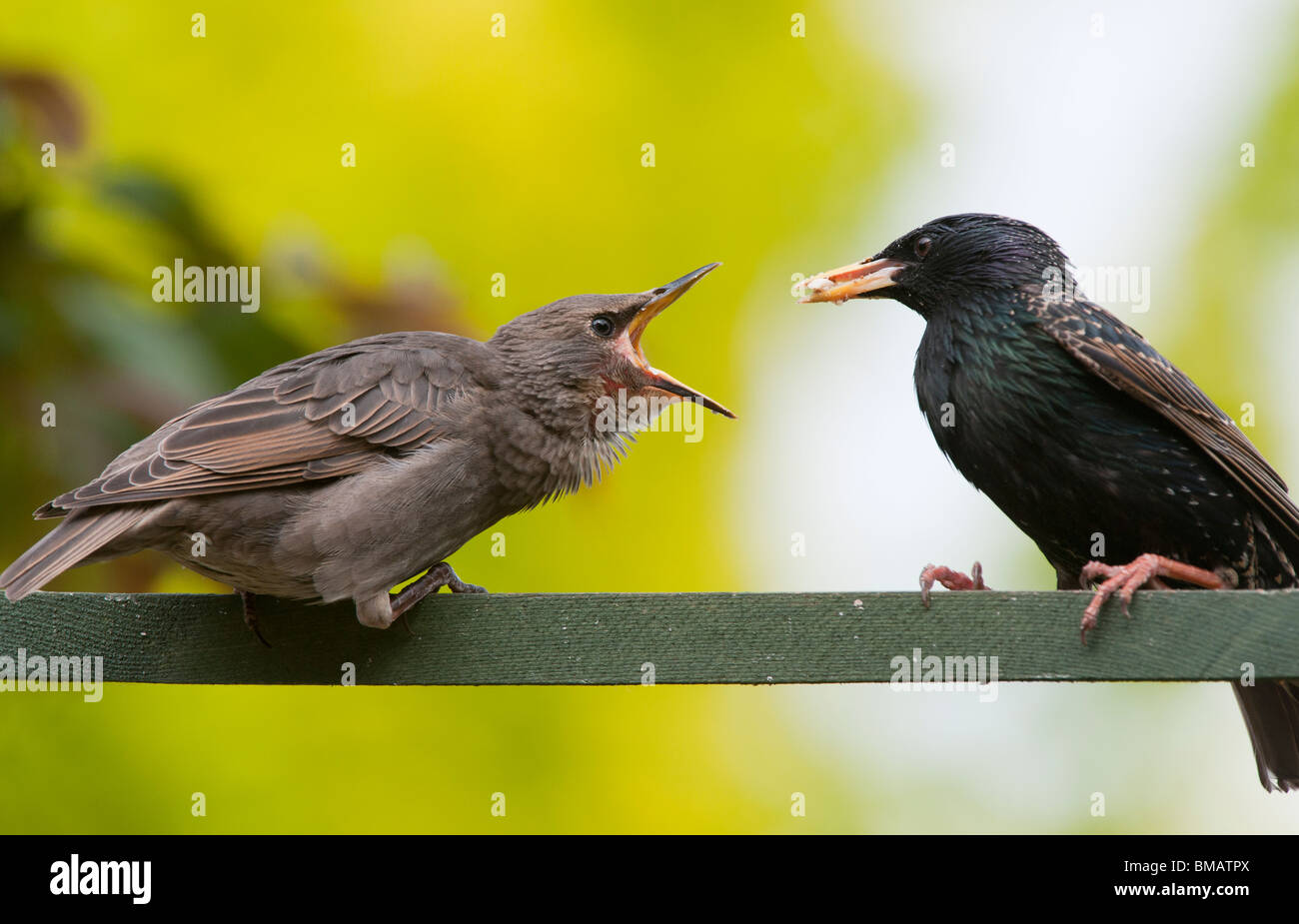 Sturnus vulgaris. Starling feeding a young fledgling Stock Photo